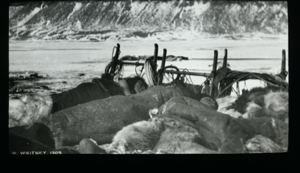 Image of Bivouacked in Ellesmere Land. Inuit alseep on sledges
